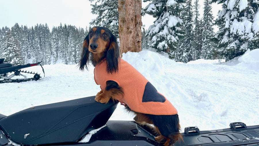 Big Dog Sweater, Cashmere Dog Shirt, Canine Cardigans, FITS 15 - 25 Pounds, Repurposed Dog Clothes