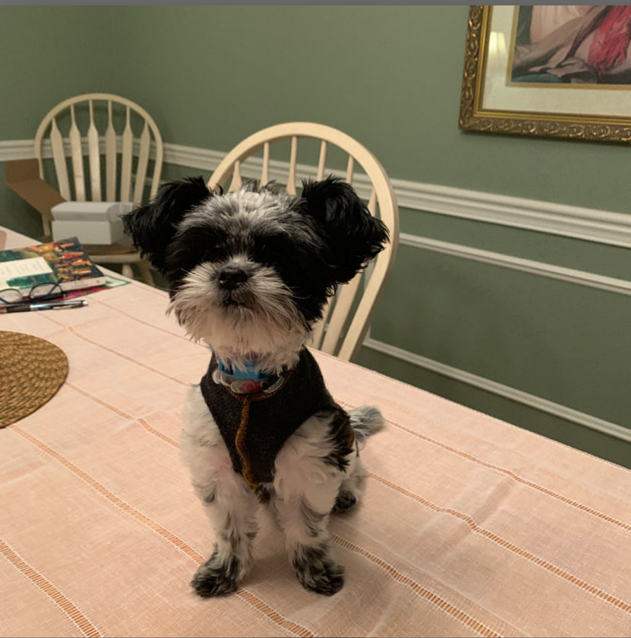 C. Dog Sweaters 2-5 LBS