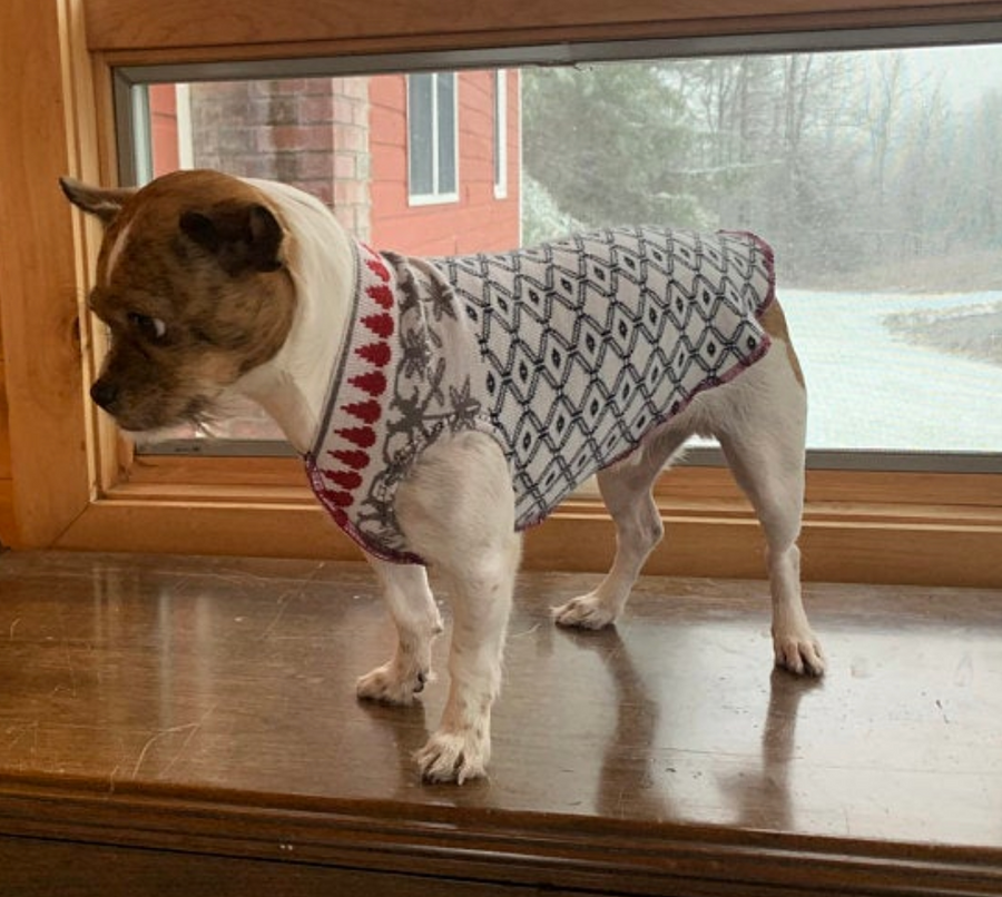 D. Dog Sweaters 4-6 LBS