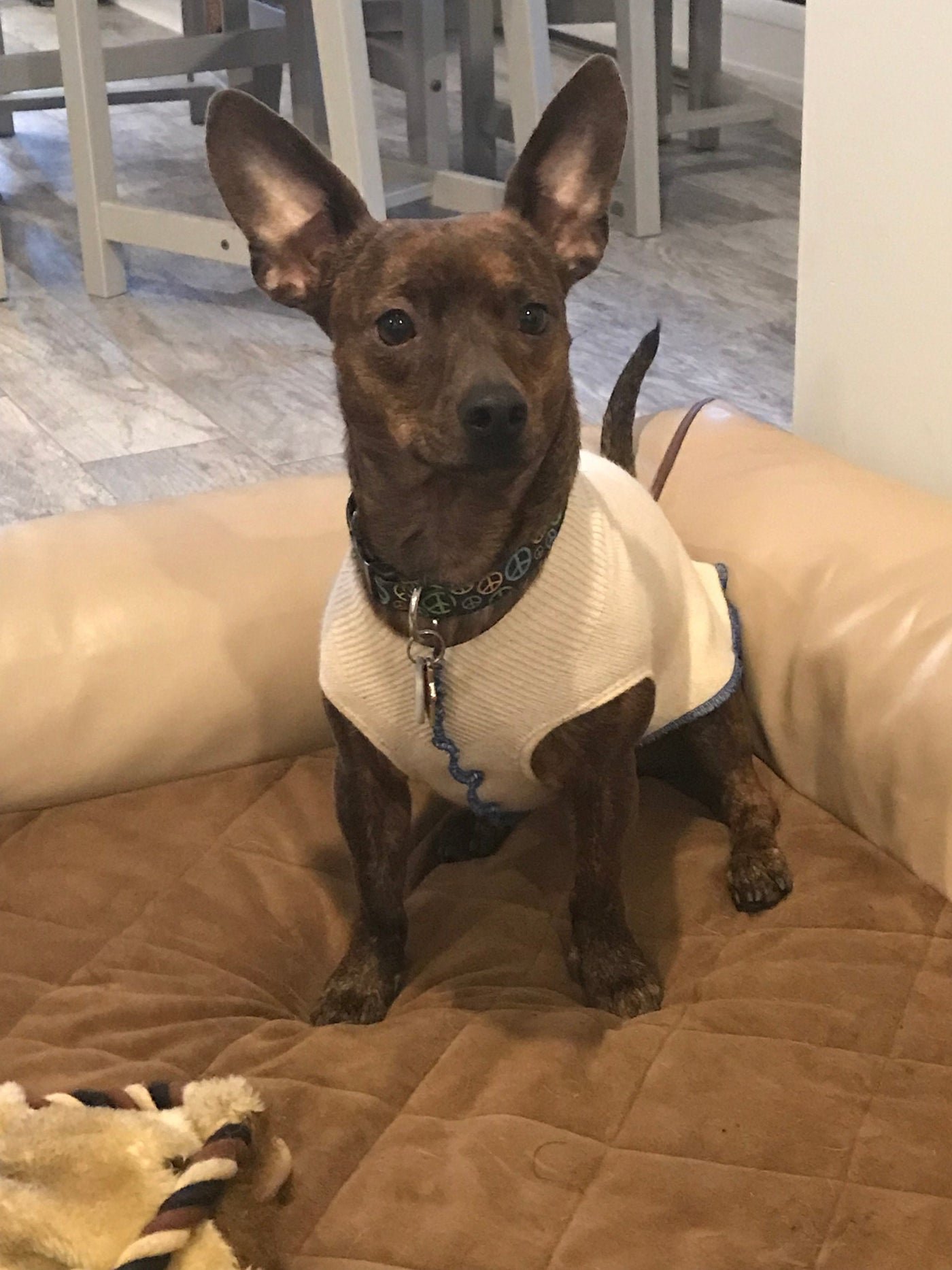 Hand Made Dog Clothes from Repurposed Sweater Dog Shirt - Little Dog Sweater - FITS 6-10 Pounds LONG - Canine Cardigans