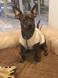 Hand Made Dog Clothes from Repurposed Sweater Dog Shirt - Little Dog Sweater - FITS 4 - 6 Pounds LONG - Canine Cardigans