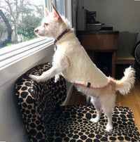 Wool Dog Sweater - Handmade Dog Shirt - FITS - 8-13 Pounds LONG - Canine Cardigans