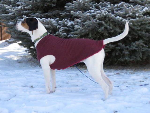 Cute Little Dog Sweater that fits 8 - 13 pounds, repurposed Dog Coat -  Canine Cardigans