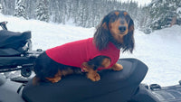Handmade Dog Sweater - Warm Dog Coat - FITS 2 - 5  Pounds - Canine Cardigans