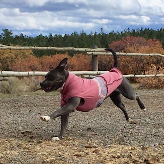 Hand made Dog Sweater -  Dog Shirt - FITS 4 - 6 Pounds  - Dachshund - Terrier Coat -  Canine Cardigans