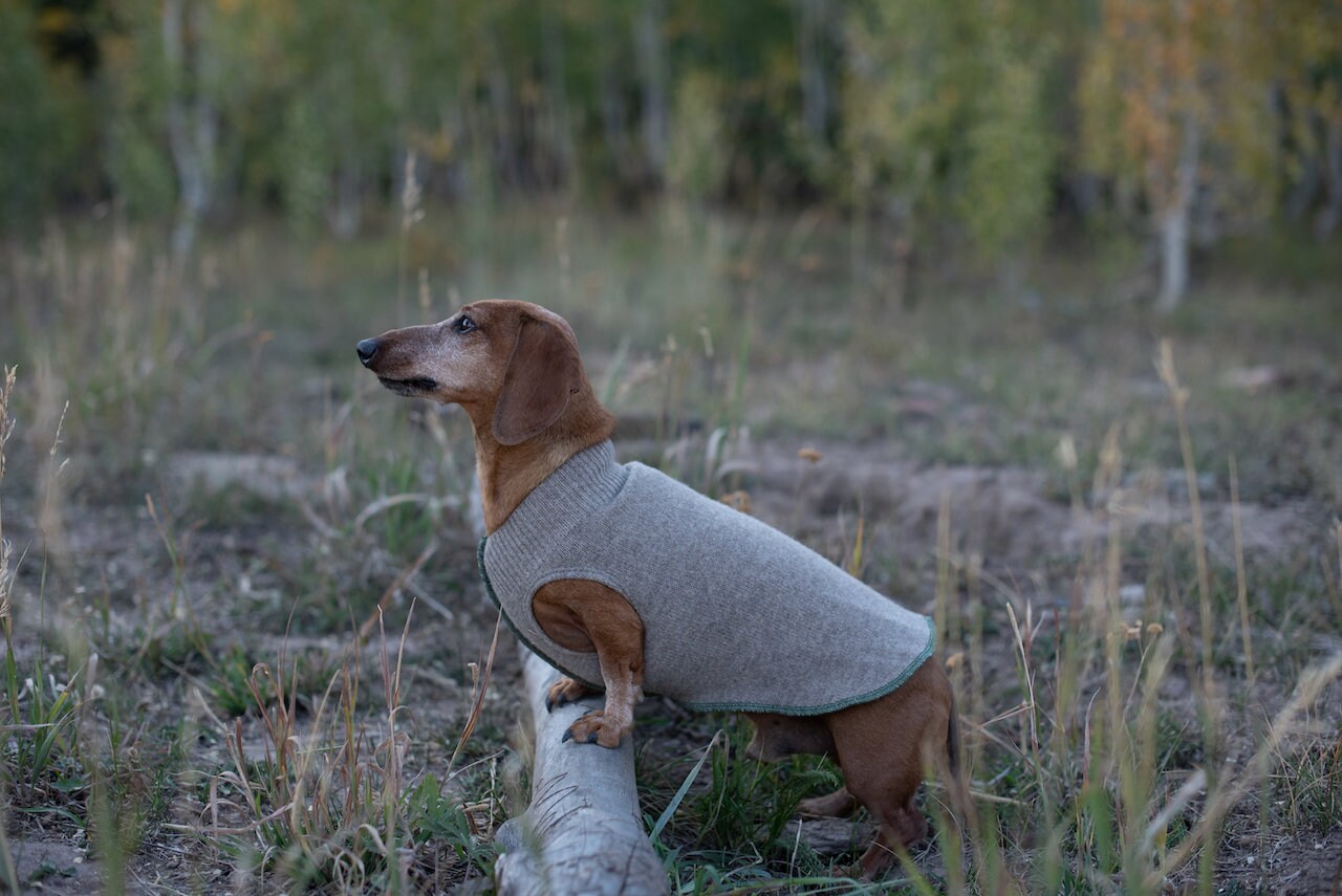 Hand Made Wool Dog Sweater, Little Dog Coat, FITS 1-3 Pounds,  Canine Cardigans