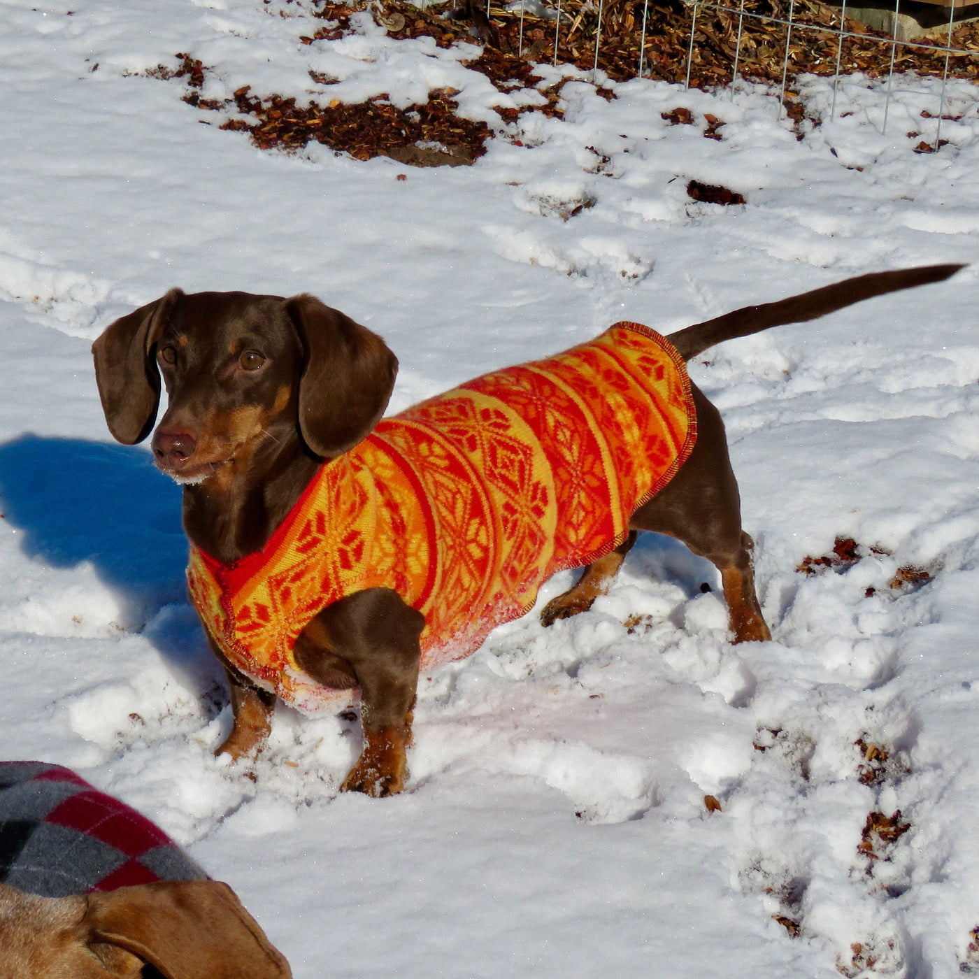Handmade Wool Dog Sweater - Winter Dog Shirt - FITS 12-18 Pounds Long - Canine Cardigans