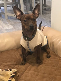 Hand Made Merino Wool Dog Coat, Little Dog Shirt, FITS 2 - 5 Pounds  Canine Cardigans