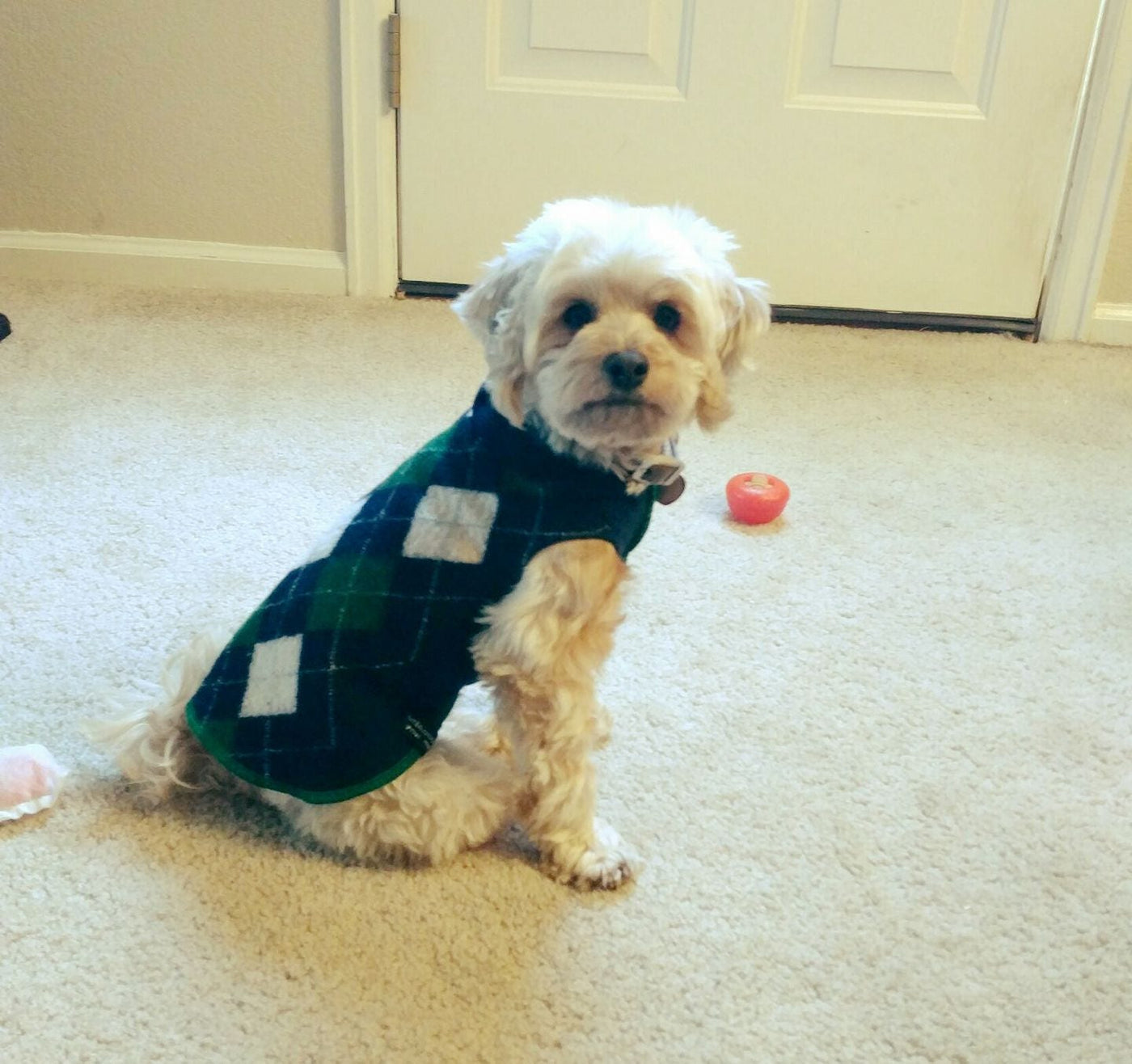 Handmade Wool/Alpaca Nylon Dog Sweater - Warm Dog Coat  - FITS 15 - 25 Pounds - Canine Cardigans