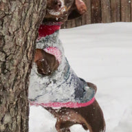 Cute Little Dog Sweater that fits 8 - 13 pounds, repurposed Dog Coat -  Canine Cardigans