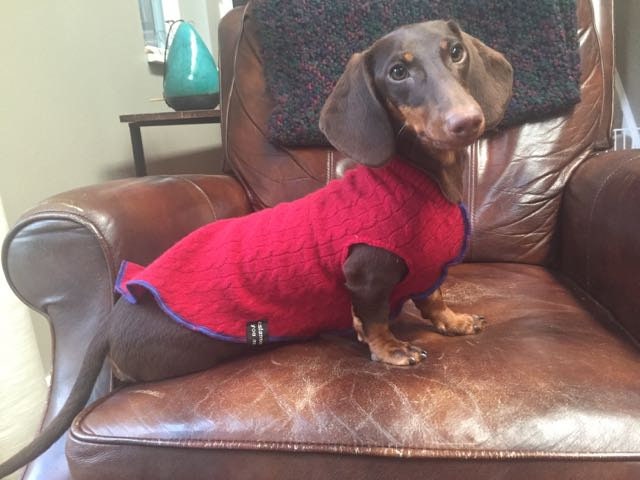 Hand Made Dog Clothes from Repurposed Sweater Dog Shirt - Little Dog Sweater - FITS 6-10 Pounds LONG - Canine Cardigans