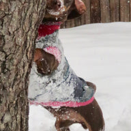 Hand made Dog Sweater -  Dog Shirt - FITS 4 - 6 Pounds  - Dachshund - Terrier Coat -  Canine Cardigans
