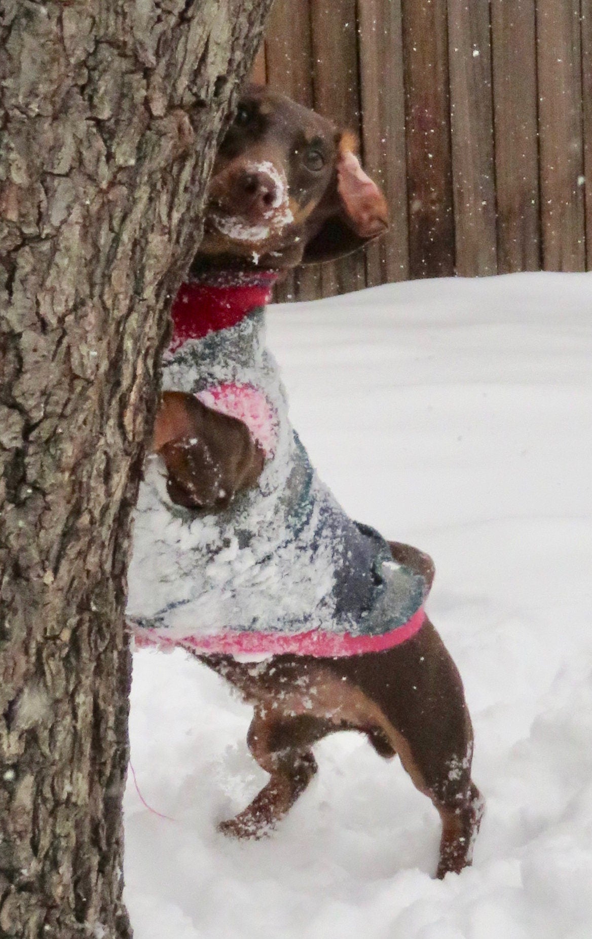 Handmade Wool Dog Sweater - Winter Dog Shirt - FITS 12-18 Pounds Long - Canine Cardigans