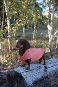 Black and Red Dog Sweater - Jumper for Dog Friend - Dog Shirt - FITS 12-18 Pounds Long -   Canine Cardigans