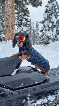 Cute Little Dog Sweater that fits 6 - 10 pounds, repurposed Dog Coat -  Canine Cardigans