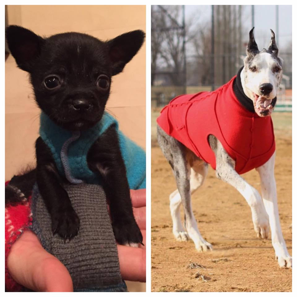Tiny Dog Shirt - Little Dog Sweater - Fits 1 pound or LESS -  Canine Cardigans