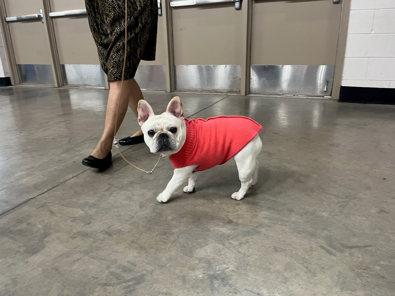 FITS 8 - 13 Pound Dog, Warm Merino Wool Pet Sweater  -  Canine Cardigans