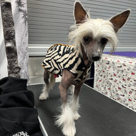 FITS 8 - 13 Pound Dog, Cashmere Pet Sweater  - Skull Day of the Dead - Canine Cardigans