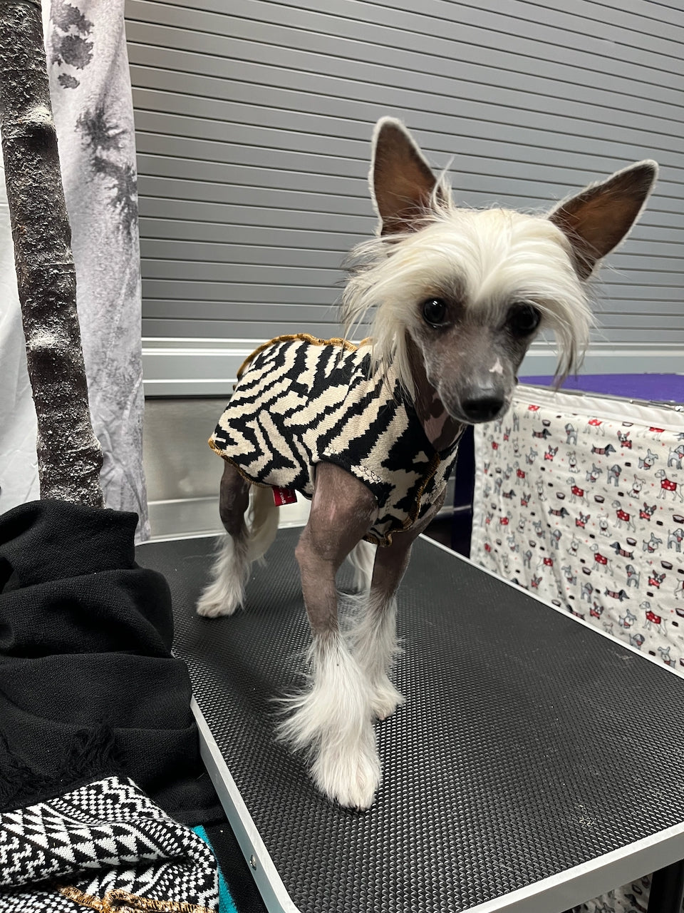 FITS 8 - 13 Pound Dog, Cashmere Pet Sweater  - Skull Day of the Dead - Canine Cardigans