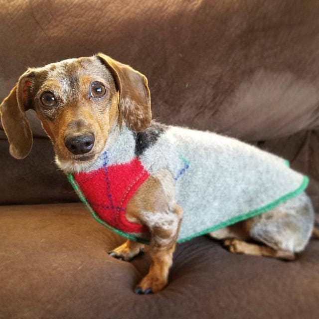 Handmade Wool/Alpaca Nylon Dog Sweater - Warm Dog Coat  - FITS 15 - 25 Pounds - Canine Cardigans