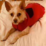Beautiful Handmade Dog Sweater - Wool Dog Coat - FITS 8-13  Pounds - REPURPOSED - Upcycled -  Canine Cardigans