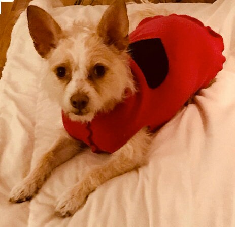 Beautiful Handmade Dog Sweater - Wool Dog Coat - FITS 8-13  Pounds - REPURPOSED - Upcycled -  Canine Cardigans
