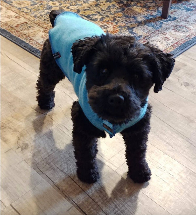 Hand Made Warm Dog Sweater for Little Dog - Fits 4 - 6 Pounds LONG - Canine Cardigans