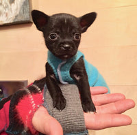 FITS 15-25 Pound Dog, Handmade Dog Sweater , Upcycled Dog Clothes, Canine Cardigans